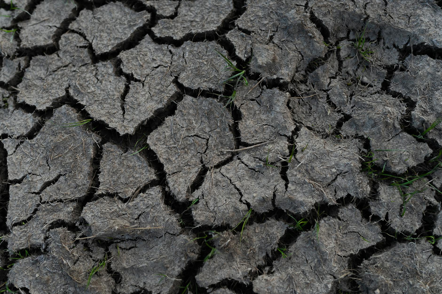 Cracked earth surface with sparse grass, illustrating drought and arid conditions.